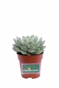 Echeveria Elegans Rose v8 egarden.store online