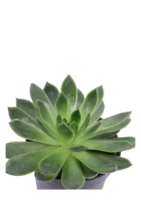 Echeveria v10 egarden.store online
