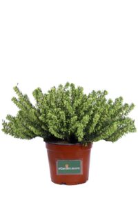 Erica - Erica X Darleyensis White Perfection