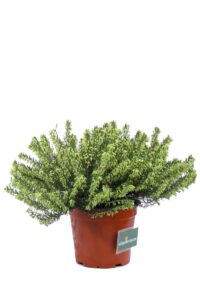 Erica Darleyensis White v11 egarden.store online