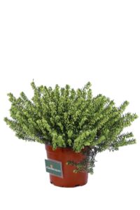 Erica Darleyensis White v11 egarden.store online