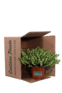 Erica Darleyensis White v11 egarden.store online