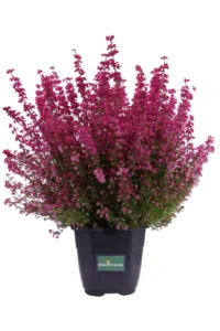 Erica Gracilis Rosa v16 egarden.store online