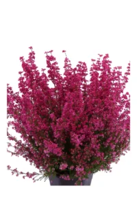Erica Gracilis Rosa v16 egarden.store online
