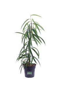 Ficus Maclellandii Alii v17 egarden.store 1 Ficus Maclellandii Alii v17 egarden.store online