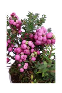 Gaultheria Mucronata Rosa v10 egarden.store online