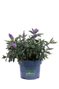 Hebe Hebedonna Anna v17 egarden.store online