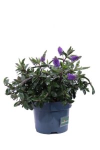 Hebe Hebedonna Anna v17 egarden.store online