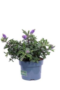 Hebe Hebedonna Anna v17 egarden.store online