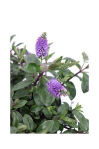 Hebe Hebedonna Anna v17 egarden.store online