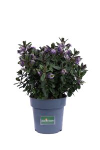 Hebe Vinoa Purple v17 egarden.store online