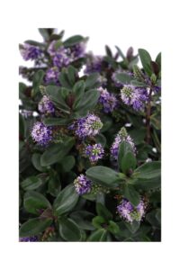 Hebe Vinoa Purple v17 egarden.store online