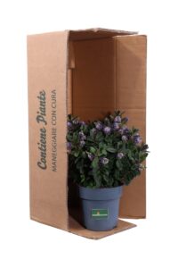 Hebe Vinoa Purple - In Offerta