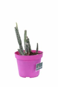 Kleinia Stapeliiformis v12 egarden.store online