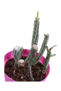 Kleinia Stapeliiformis v12 egarden.store online