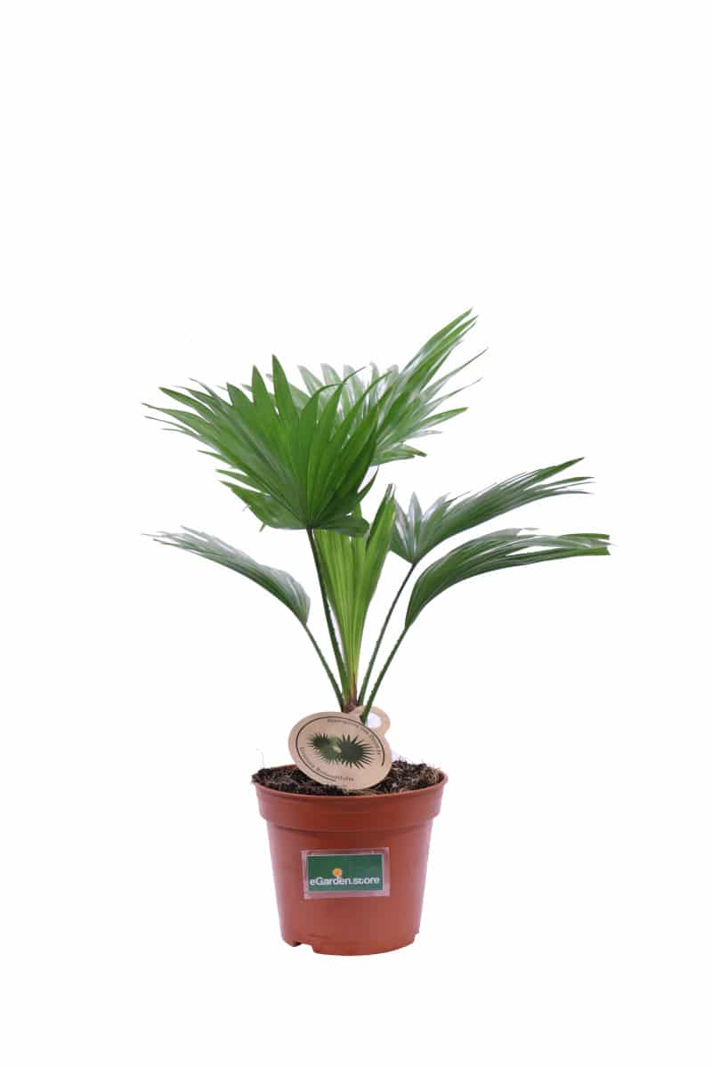 Livistona Rotundifolia v14 egarden.store online