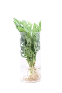 Monstera Monkey Leaf Idro v12 egarden.store online