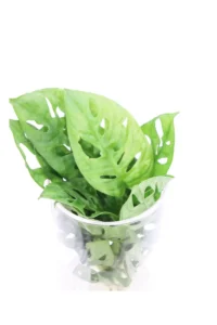 Monstera Monkey Leaf Idro v12 egarden.store online