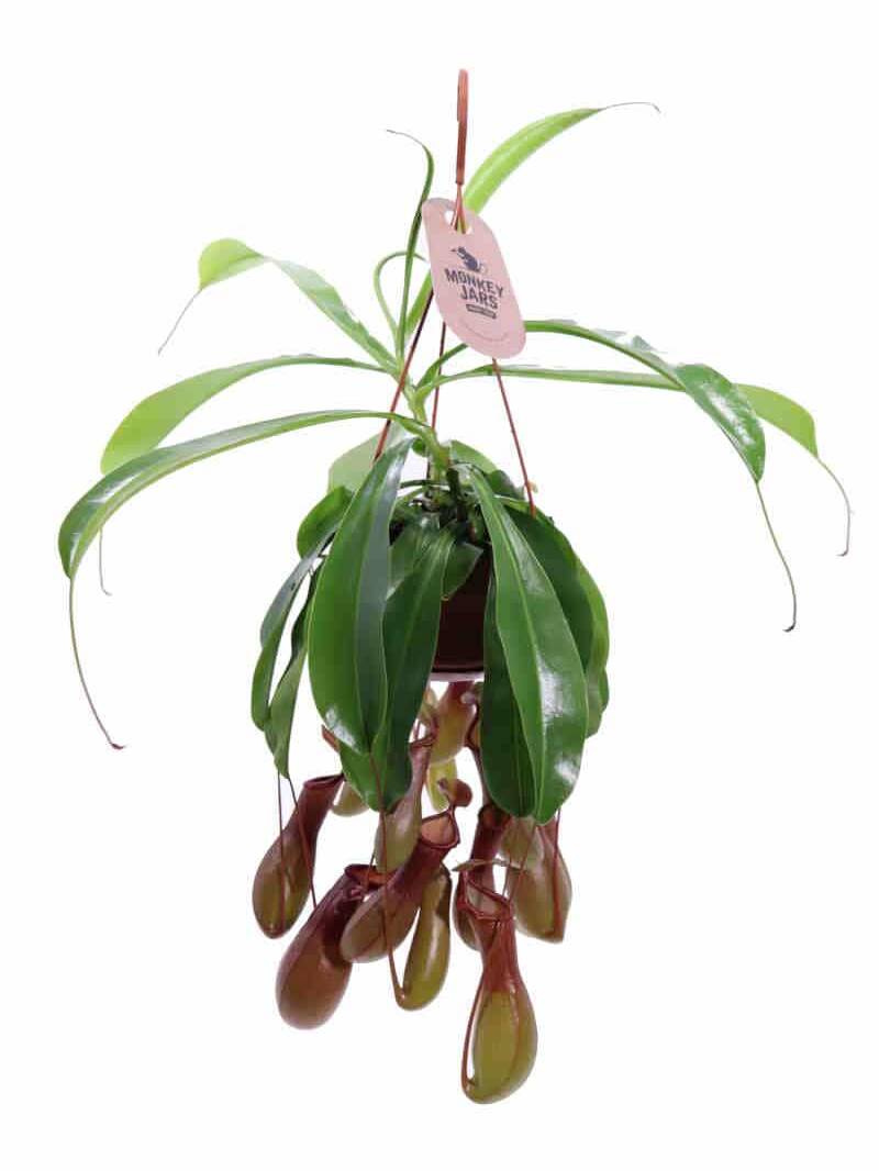 Nepenthes Alata v14 egarden.store online