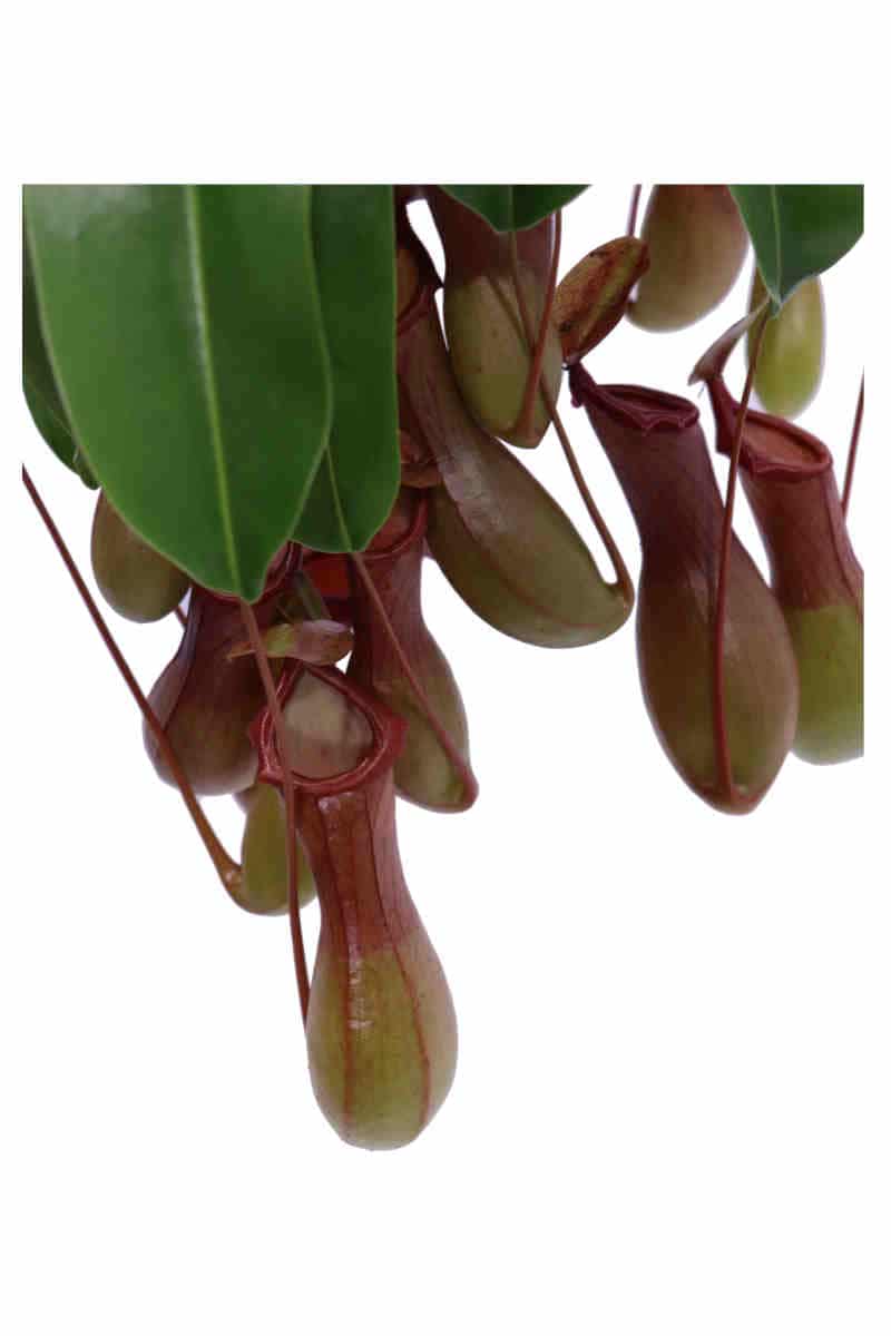 Nepenthes Alata v14 egarden.store online