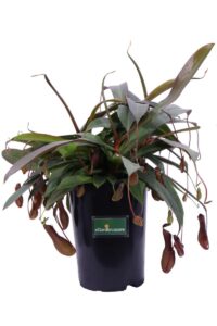 Nepenthes v13 egarden.store 1 Nepenthes v13 egarden.store online