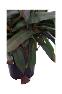 Nepenthes v13 egarden.store 4 Nepenthes v13 egarden.store online