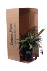 Nepenthes v13 egarden.store 5 Nepenthes v13 egarden.store online