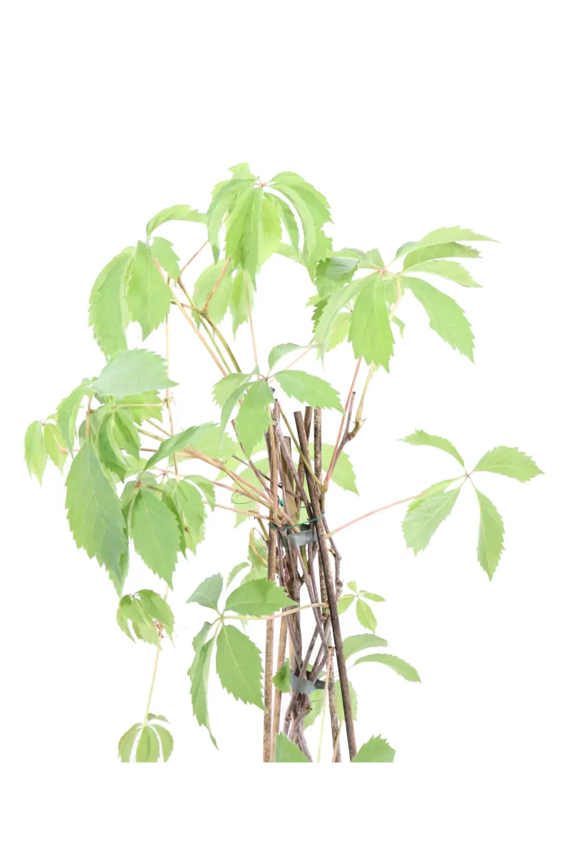 Parthenocissus Quinquefolia v15 egarden.store online