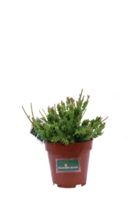 Rhipsalis Mesembryanthemoidesv12 egarden.store 1 Rhipsalis Mesembryanthemoidesv12 egarden.store online