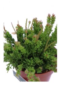 Rhipsalis Mesembryanthemoidesv12 egarden.store 4 Rhipsalis Mesembryanthemoidesv12 egarden.store online