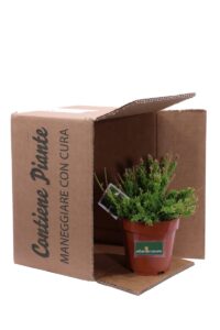 Rhipsalis Mesembryanthemoidesv12 egarden.store 5 Rhipsalis Mesembryanthemoidesv12 egarden.store online