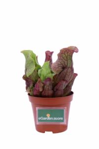 Sarracenia Purpurea Venosa Clementina v9 egarden.store online