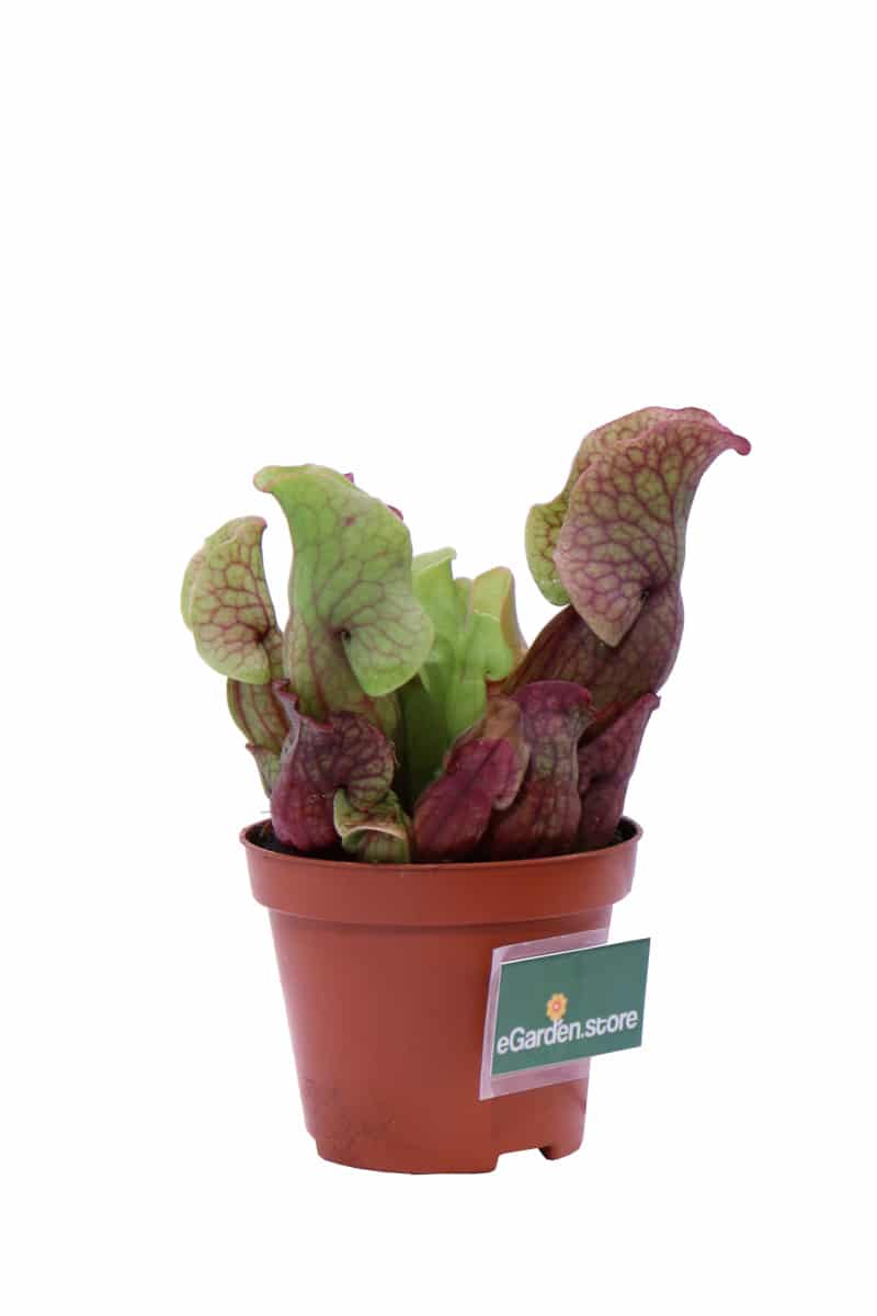 Sarracenia Purpurea Venosa Clementina v9 egarden.store online