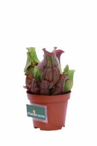 Sarracenia Purpurea Venosa Clementina v9 egarden.store online
