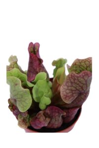 Sarracenia Purpurea Venosa Clementina v9 egarden.store online