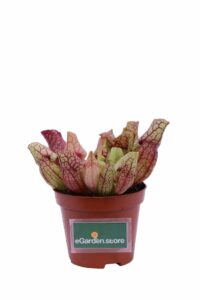 Sarracenia Purpurea Venosa Montana v9 egarden.store online