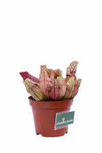 Sarracenia Purpurea Venosa Montana v9 egarden.store online