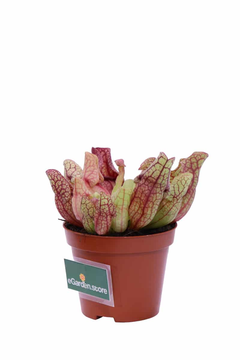 Sarracenia Purpurea Venosa Montana v9 egarden.store online