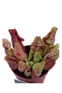 Sarracenia Purpurea Venosa Montana v9 egarden.store online