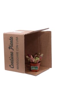 Sarracenia Purpurea Venosa Montana