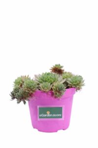 Sempervivum Tectorum v12 egarden.store 1 Sempervivum Tectorum v12 egarden.store online