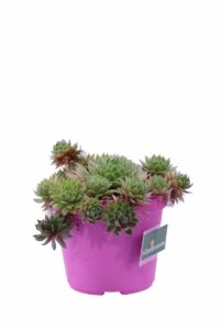 Sempervivum Tectorum v12 egarden.store 2 Sempervivum Tectorum v12 egarden.store online