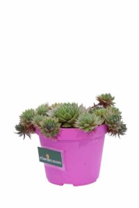 Sempervivum Tectorum v12 egarden.store 3 Sempervivum Tectorum v12 egarden.store online