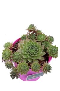 Sempervivum Tectorum v12 egarden.store 4 Sempervivum Tectorum v12 egarden.store online