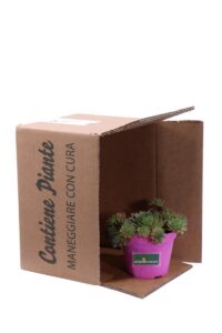 Sempervivum Tectorum v12 egarden.store 5 Sempervivum Tectorum v12 egarden.store online