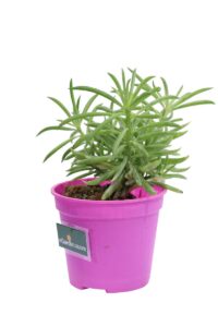Senecio Barbertonicus Klatt v12 egarden.store online