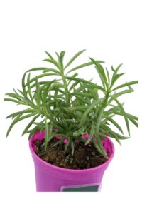 Senecio Barbertonicus Klatt v12 egarden.store online