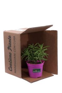 Senecio Barbertonicus Klatt v12 egarden.store online