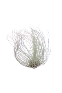 Tillandsia Argentea egarden.store