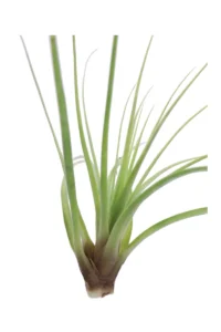 Tillandsia Concolor egarden.store online